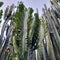 the cactus plant Cereus peruvianusÂ which reminds you of a cowboy movie.  Posture tall, equipped with thorns along the plant line